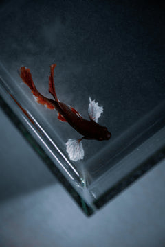Red & Black Oranda