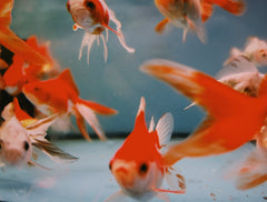 Platy Red Wag Tail
