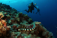Banded Snake Eel