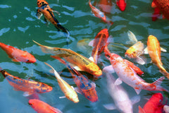 Assorted Koi Selected Grade A