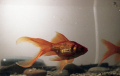 Angel Golden