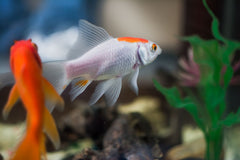 Pseudotropseus Pindani Albino