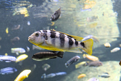 Blue Barred Barb