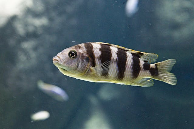 White Tail Acei