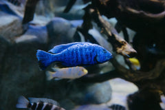 Pseudotropheus Demasoni