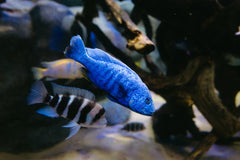 Pseudotropheus Demasoni