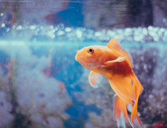 Red Oranda