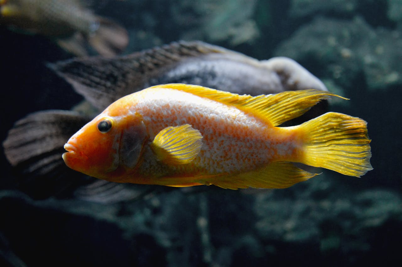 Albino Red Oscar