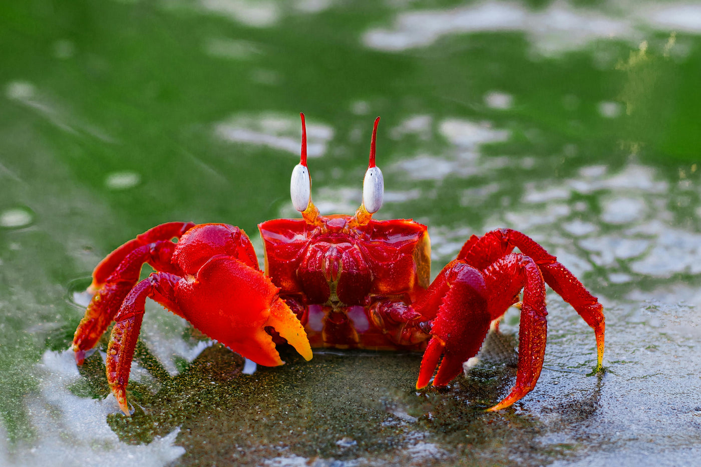 Red Crab