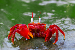 Red Crab