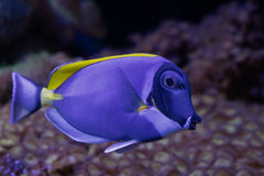 Purple Cobalt