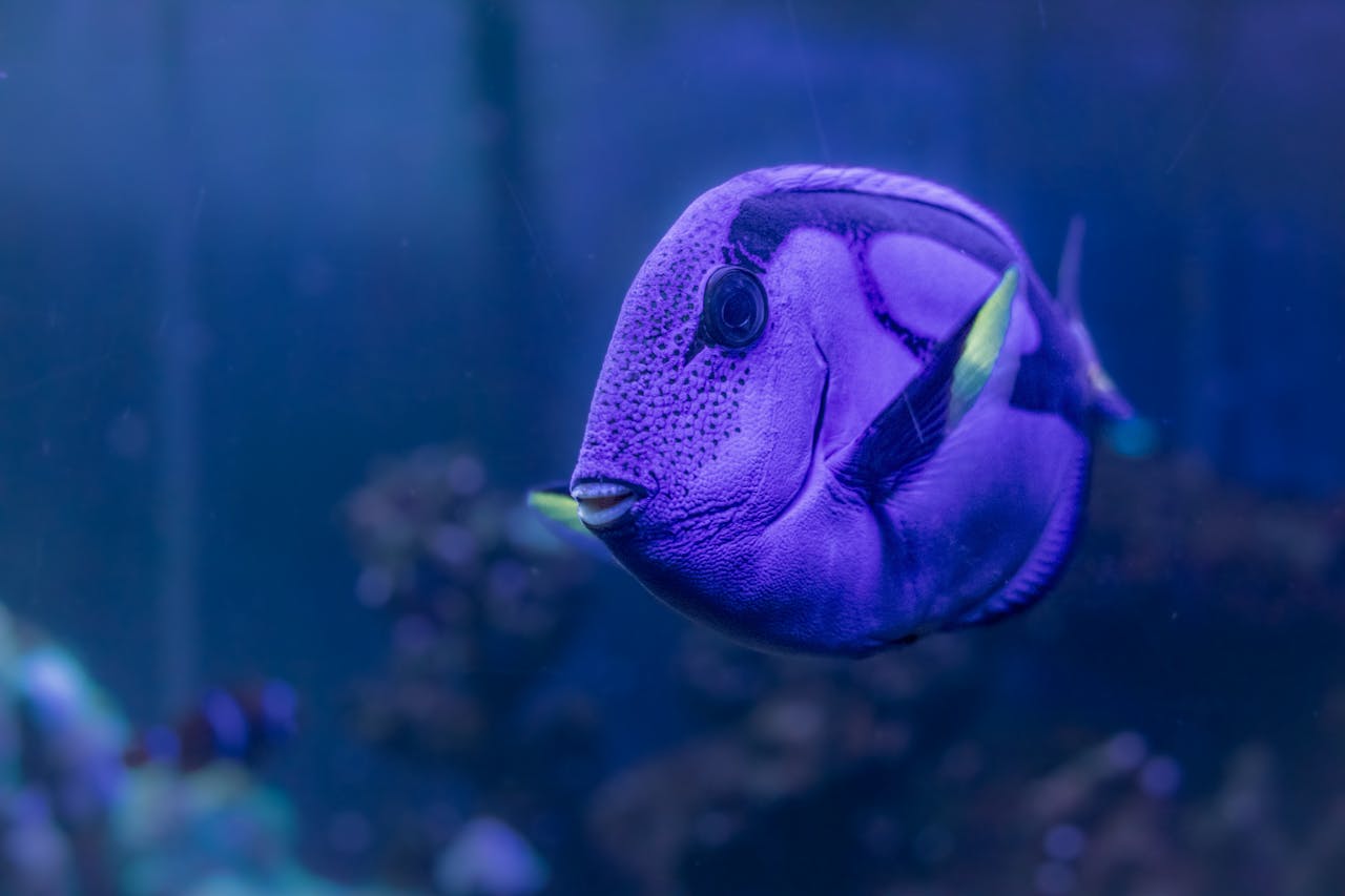 Purple Cobalt