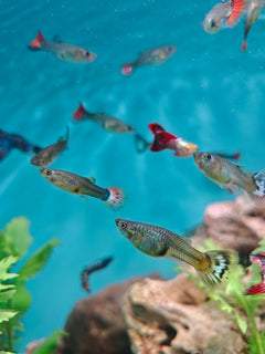 Dumbo Ear Guppy Male