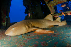 Bamboo Shark Sand Shark