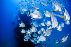 White Diamond Discus