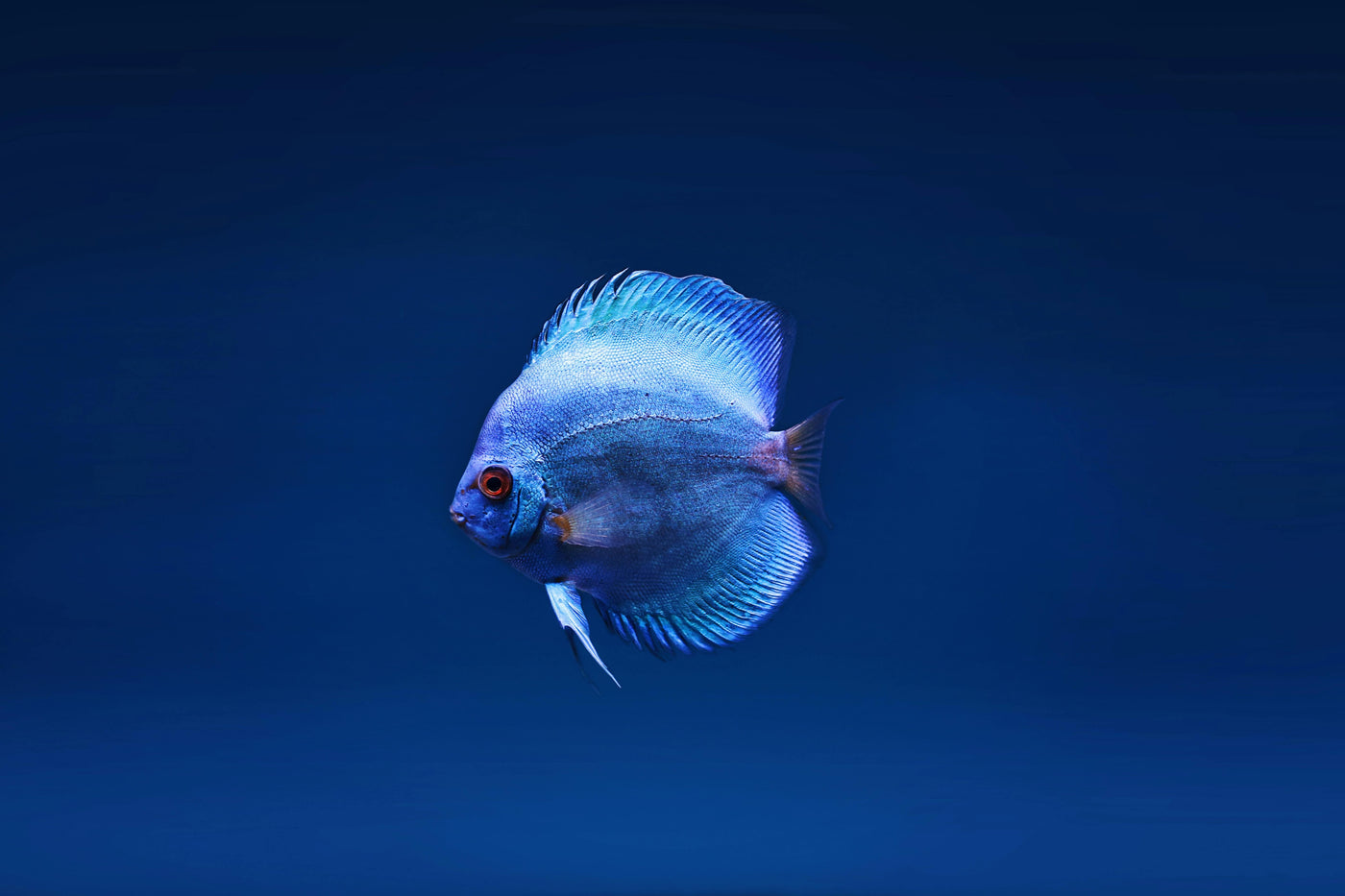Solid Blue Discus