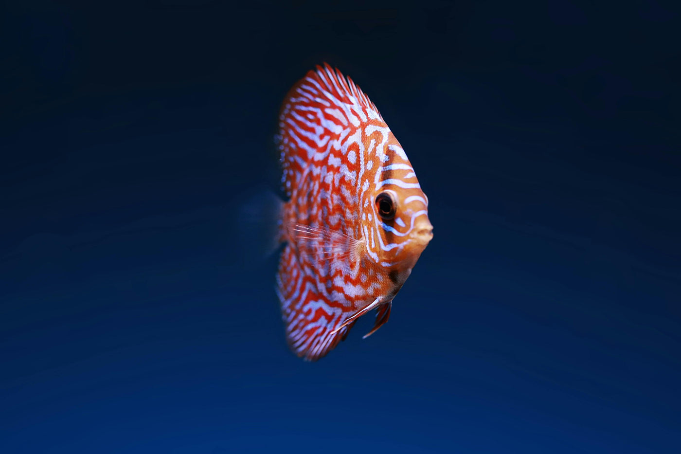 Siam Ruby Discus