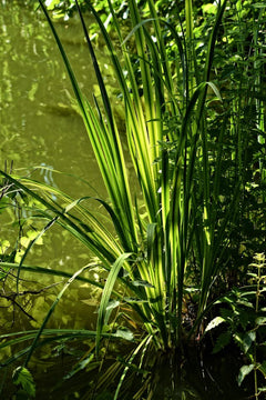 Vallisneria Gigantia