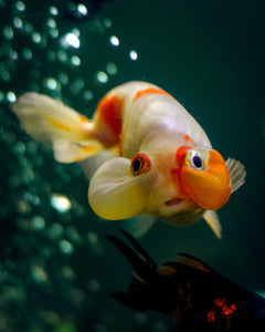 Red & Black Bubble Eye