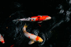 White Platinum Long Fin Koi - 5"