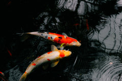 Angel Tri Colour