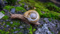 Assorted Apple Snail