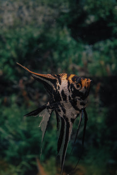 Angel Black Marble