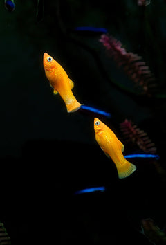 Platy Pinapple Micky Mouse