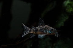 Pygmy Corydoras