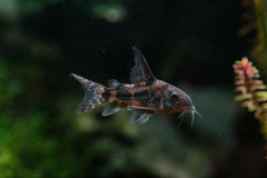 Yo Yo Loach