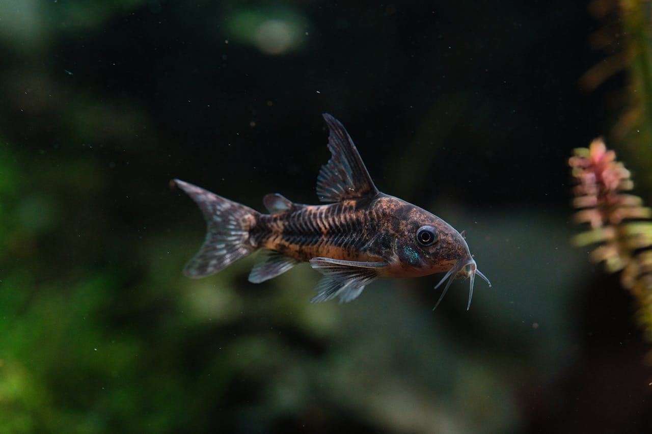 Pygmy Corydoras