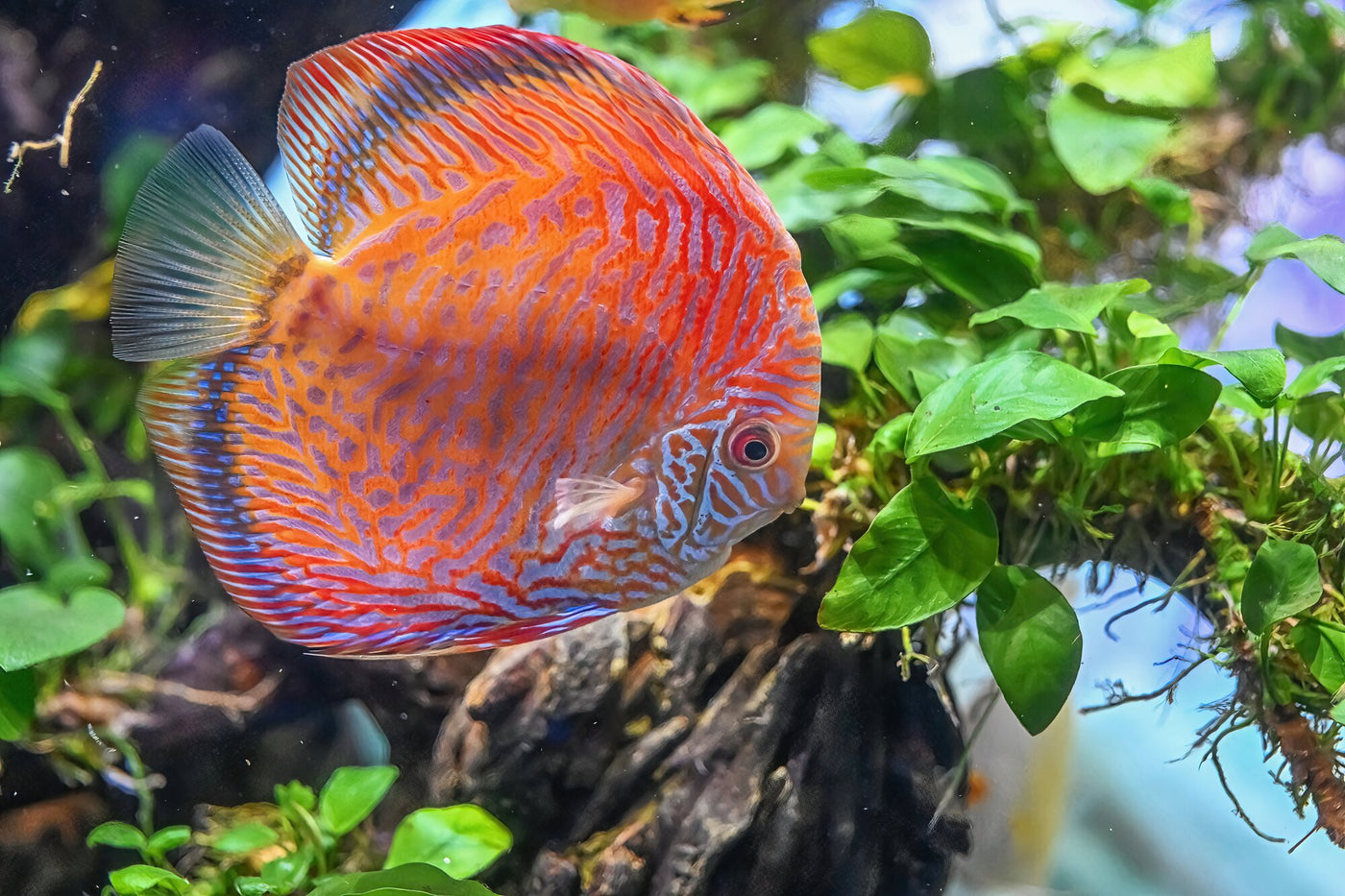 Red Spotted Snake Discus