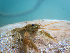 Rock Shimp