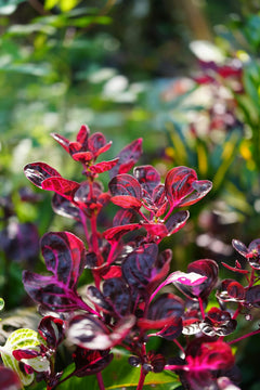 Alternanthera Rosifolia