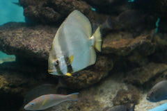 Silver Ghost Discus