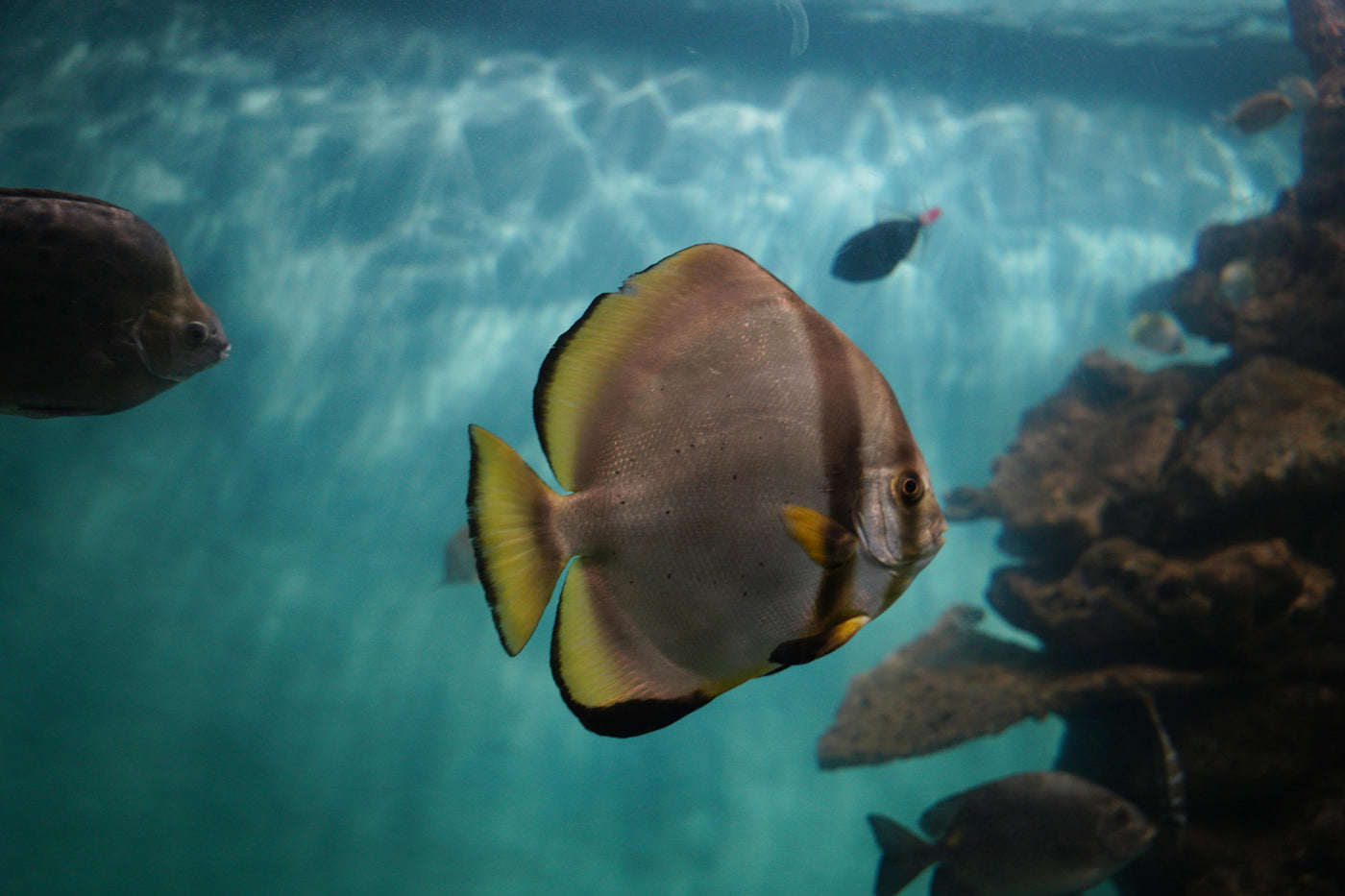 Silver Ghost Discus