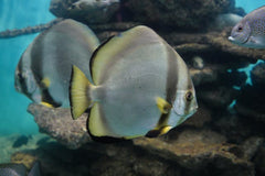 White Pigeon Discus