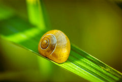 Red Batik Snail