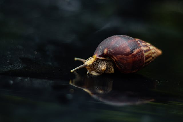 Turbo Snails/porcelain Snail