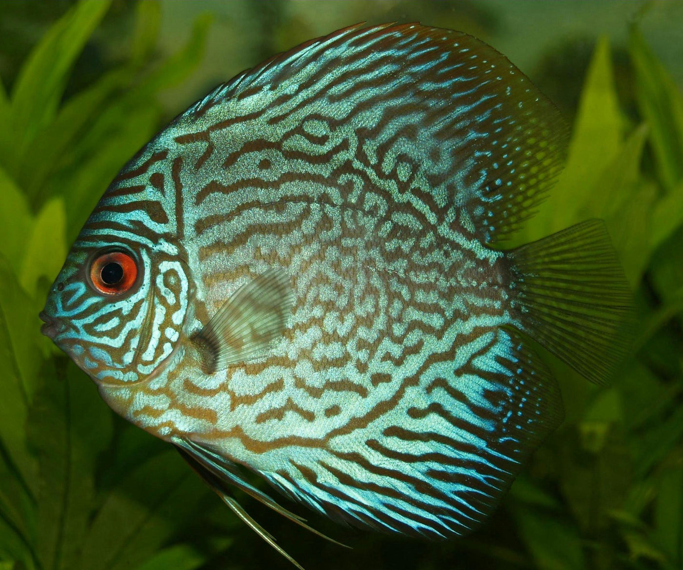 Snake Skin Discus