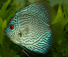 Snake Skin Discus