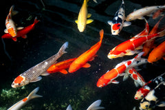 Assorted Koi Selected Grade A