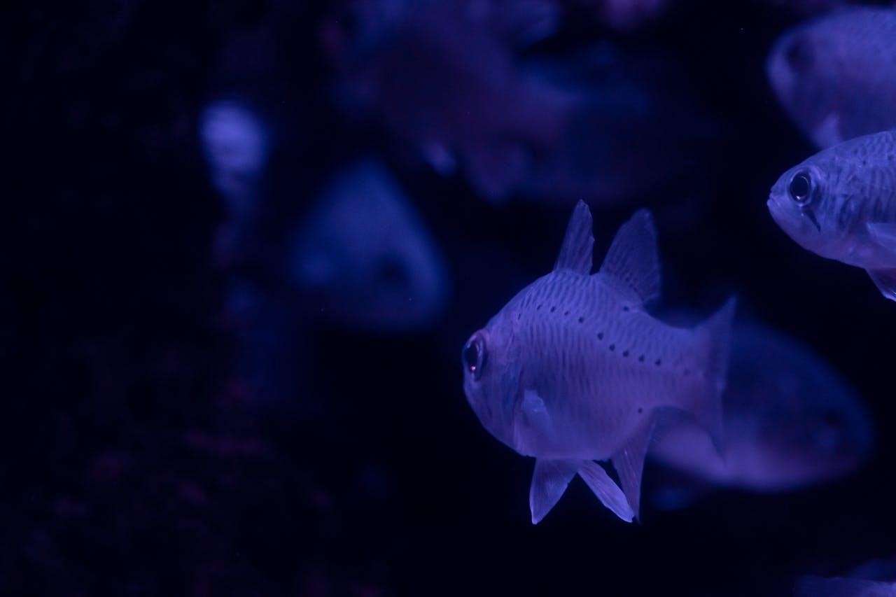 Pseudotropheus Ice Blue