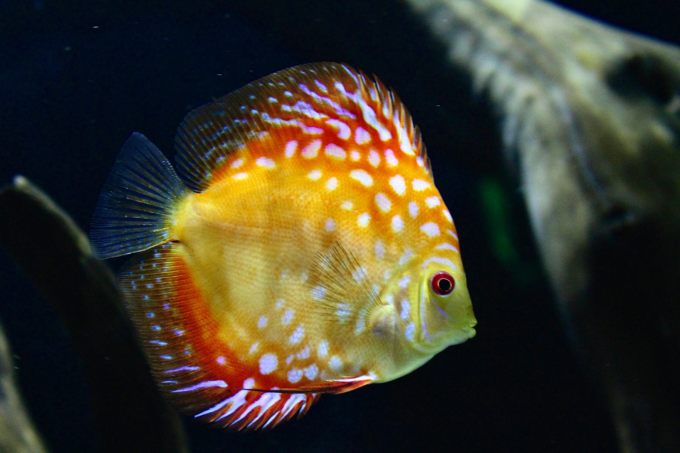 Royal Discus