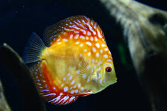 Royal Discus