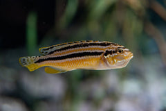 Blue Barred Barb
