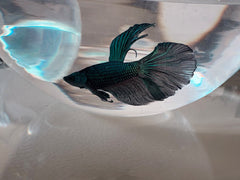 Angel Black