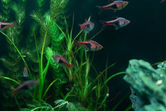 Vallisneria Gigantia