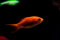 Neon Rosy Barb