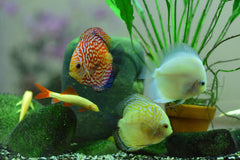 Royal Discus